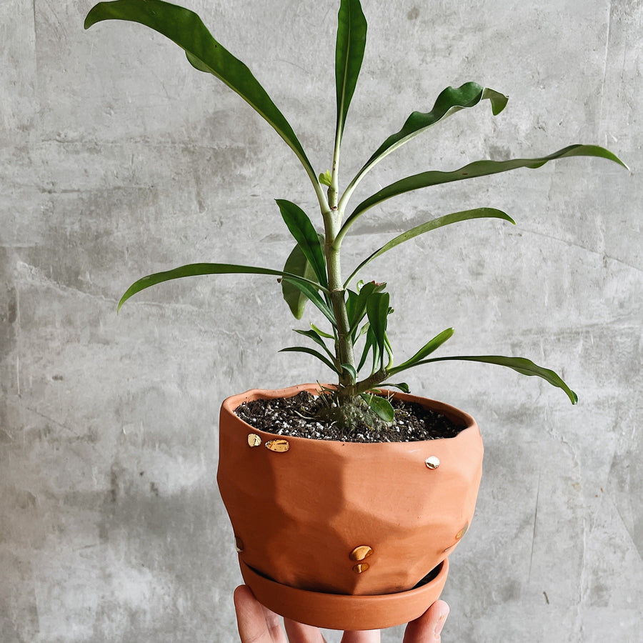 Terracotta Planter No. 2